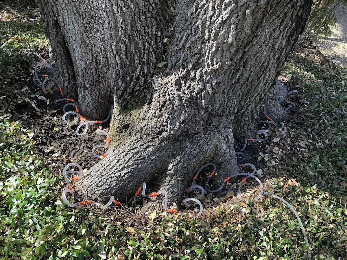 Detailed Tree Cabling and Bracing job site in Tulare
